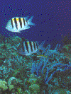 coz13.gif (60098 bytes)