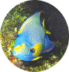 coz16.gif (91156 bytes)